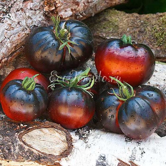 Black Beauty Tomatoブラックビューティートマトの種 野菜の種 心強く